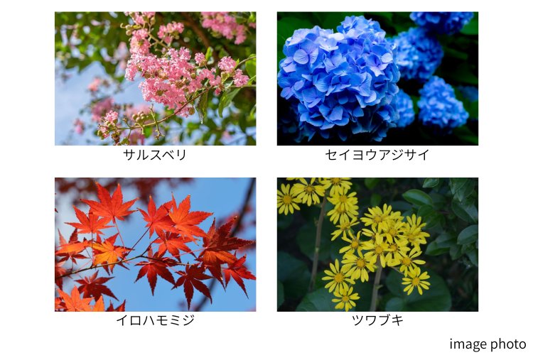 植栽計画のイメージ画像